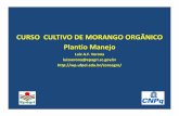 CURSO CULTIVO DE MORANGO ORGÂNICO Plantio Manejowp.ufpel.edu.br/consagro/...de-Morango-Orgânico-Plantio-e-Manejo.pdf · • Manejo do túnel • Capela e outros modelos • Retirada