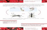Contr Aedes aegypti - prefeitura.sp.gov.br · Aedes aegypti aegypti O ciclo de reprodução do mosquito Aedes aegypti, do ovo ao adulto dura cerca de 7 dias, dependendo das condições