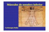 Carlomagno Bahia - anatomia.icb.ufrj.branatomia.icb.ufrj.br/material/Carlo_MusculosMInf.pdf · •Ação: extensor do fêmur. Músculos da Região Glútea (extensor do fêmur) Glúteo