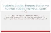 Varisella Zoster, Herpes Zoster ve Human Papilloma Virüs ... · Herpes zoster VZV primer enfeksiyonun ardından duyusal nöron gangliyonlarında ömür boyu latent kalabilir Herpes