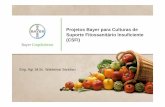 Projetos Bayer para Culturas de Suporte Fitossanitário ... · Imidacloprido + Betaciflutrina Inseticida, Classe II (Amarela), SC Projeto CSFI: 45 novos LMRs estabelecidos Inseticida