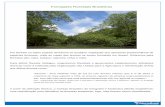 Formações Florestais Brasileiras - conteudoseducar.com.br · Formações Florestais Brasileiras Por floresta no saber popular denomina-se qualquer vegetação que apresenta predominância