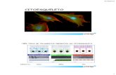 Apresentação do PowerPoint - UNESP: Câmpus de Botucatu · Estrutura de cílios e flagelos Protozoários Espermatozóides Arranjo característico dos cílios e flagelos dos eucariotos,