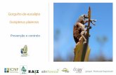 Gorgulho-do-eucalipto Gonipterus platensis · Fonte: CELPA e ICNF, I.P. 1 O eucalipto em Portugal Evolução A espécie Eucalyptus globulus, nativa do sul da Austrália, é a mais
