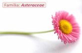 Divisio: Magnoliophyta (skrivenosjemenjače, cvjetnice) · ili se razvija u vidu dlaka - papus •plod je roška (ahenija) cvast sastavljena samo od jezičastih cvjetova cvast sastavljena
