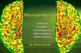 Neuroanatomia - zpf.psychologia.uj.edu.plzpf.psychologia.uj.edu.pl/.../bmz1_cwicz07_neuroanatomia_mozdzek_j... · Neuroanatomia anatomia móżdżku i kresomózgowia jądra podstawy