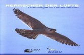 Greifvögel - NABU - Naturschutzbund Deutschland...Foto: Fotonatur Kennzeichen: Gut 50 cm groß, kompakte Gestalt. Typisch sind die breiten Flügel und der kurze Schwanz. Fär-bung