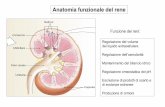 Anatomia funzionale del rene - docente.unicas.it · Anatomia funzionale del rene Regolazione del volume del liquido extracellulare Regolazione dell’osmolarità Mantenimento del