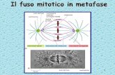 Il fuso mitotico in metafase - 193.205.144.19193.205.144.19/scienze/Ciclo/3.pdf · Fuso mitotico in metafase. 8 Fuso mitotico in anafase •Movimento di cromatidi verso i poli ...