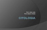 Prof. João Leite Prof. Edson Chiote - csptere.com.brcsptere.com.br/wp-content/uploads/2015/02/sabadão-CSP-especial-05... · b) As células A e C são heterotróficas e a célula
