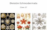 División Echinodermata - jlorda.files.wordpress.com · • Clase Asteroidea – estrellas de mar • Clase Ophiuroidea – estrellas de mar frágiles • Clase Echinoidea – erizos,