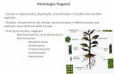Histologia Vegetal - Colégio Equipe · Histologia Vegetal - Estuda a organização, disposição, classificação e funções dos tecidos vegetais. - Tecidos: Grupamento de células