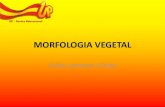 Morfologia Vegetal - upvix.com.br · MORFOLOGIA VEGETAL Folha, semente e fruto ... Morfologia externa •Limbo- É a porção laminar; •Pecíolo- É uma haste que liga limbo ao