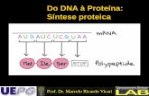 Do DNA à Proteína: Síntese proteica - cbsflab.comcbsflab.com/wp-content/uploads/2017/03/Sintese-proteica.pdf · 64 possíveis combinações de trincas, entretanto somente 20 aa