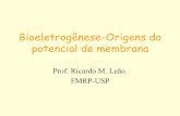 Bioeletrogênese-Origens do potencial de membrana · Potencial de equilíbrio eletroquímico (m) de um íon • Potencial elétrico que contrabalança o potencial químico gerado