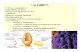 Filo Porifera - colegioequipe.com.brcolegioequipe.com.br/cataguases/wp-content/uploads/sites/8/Zoo... · Porócitos: Formação dos poros.. ... Classe Turbellaria - Planárias - Vida