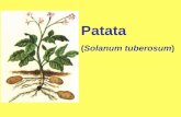 Patata - DISAA · Originaria delle regioni montuose dell’America meridionale. Introdotta in Europa come curiosità botanica nella seconda metà del 1500, si diffuse in coltivazione