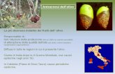 Antracnosi dell’olivo - agraria.unirc.it · Suscettibilità di cultivar di olivo rilevate in diversi anni in Spagna. La suscettibilità alla malattia varia con le cultivar e con
