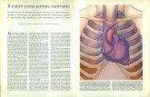 Il cuore come pompa aspirantedownload.kataweb.it/mediaweb/pdf/espresso/scienze/1986_216_5.pdf · valvole a senso unico atrio sinistro valvola a senso unico ventricolo ventricolo sinistro