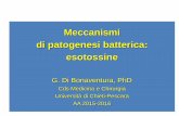 Meccanismi di patogenesi batterica: esotossine · determinando la specificità di bersaglio della tossina. Esotossine di Tipo III ... • Tossina carbonchiosa (Bacillus anthracis)
