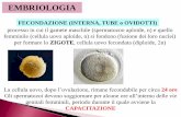 EMBRIOLOGIA - med.unipg.it Didattico/Corso_di_preparazione_2018... · EMBRIOLOGIA processo in cui il gamete maschile (spermatozoo aploide, n) e quello ... apparato respiratorio 2)