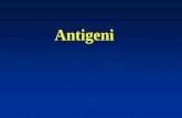 Antigeni - annavecchiarelli.files.wordpress.com · •Timo e •Midollo osseo. ... •Le tonsille sono un importante organo del MALT. Controllano i microorganismi che entrano dal