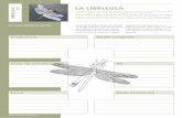 LA LIBELLULA - repower.com · 20 sono i battiti delle ali di una libellula in un secondo 30-40 km/h è la velocità di volo raggiunta da alcune libellule di grandi dimensioni (Imperatore