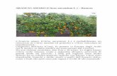 ARANCIO AMARO (Citrus aurantium L.) – Rutacee · MELOGRANO (Punica granatum) – Punicaceae Il Melograno appartiene alla Famiglia delle Punicaceae, genere Punica, specie P. granatum
