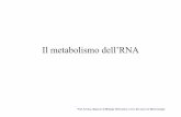 Il metabolismo dell'RNA1 - axadacatania.com · proteina. Ogni mRNA è associato a diversi ribosomi: il complesso prende il nome di ... • La trascrizione del messaggero avviene a