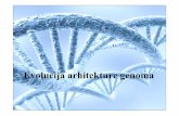 Evolucija arhitekture genoma - bio.bg.ac.rs · Veliki deo genoma čine mobilni genetički elementi (3 – 53% genoma životinja, kod biljaka i do 80%) ... Hox geni kod kičmenjaka