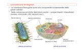 Le membrane biologiche - Moodle@Units · - lo proteggono da molecole e ... Sfingosina ceramide ... SINGER & NICHOLSON 1972 - “Le membrane biologiche sono soluzioni bidimensionali