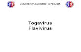 Togavirus e Flavivirus · e gemmano dalla MEMBRANA INTERNA togavirus - flavivirus . virus della Rosolia •RNA a polarità positiva ... • malattia sistemica grave con degenerazione