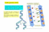 Codice genetico: DNA - autistici.org prof. Romeo... · Codice genetico: DNA. L'informazione genetica viene trasmessa tramite un altro tipo di acido nucleico ( RNA ). L'RNA (Acido