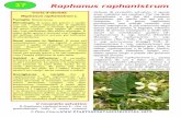37 Raphanus raphanistrum - piantespontaneeincucina.infopiantespontaneeincucina.info/wordpress/wp-content/uploads/2016/01/... · Raphanus raphanistrum Carta d’identità Raphanus