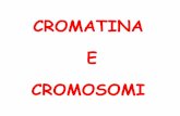 CROMATINA EE CROMOSOMI - bgbunict.it · cromatina. Tipicamente un Tipicamente un nucleosoma nucleosoma è costituito da un è costituito da un core ddii istoni (istoni (ottamero ottamero