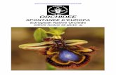 ORCHIDEE - L'Obiettivo | Il portale culturale e di …lobiettivonline.it/wp-content/uploads/2015/06/Rivista...136 Orchidee Spontanee d’Europa – European Native Orchids GIROS Orch.
