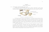 BAB II TEORI HIP JOINT - eprints.undip.ac.ideprints.undip.ac.id/41437/3/BAB_II_-_Teori_Hip_Joint.pdf · terletak diantara pinggul dan pangkal tulang paha atas. ... Hip joint prosthesis
