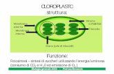 CLOROPLASTO struttura - sfp.unical.itsfp.unical.it/modulistica/Biologia VII 2015.pdf · PLASTIDI Cloroplasti: contengono i tilacoidi con la clorofilla ... Cromoplasti:privi di tilacoidi,