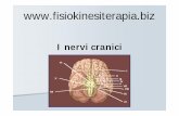 cranici.pdf · I nervi cranici VII - nervo faciale e nervo intermediario VIII - nervo cocleo-vestibolare IX - nervo glossofaringeo X - nervo vago XI - nervo accessorio-spinale