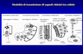 Modalità di trasmissione di segnali chimici tra cellulehistology.altervista.org/07 Ghiandole endocrine.pdf · Epifisi Tiroide Paratiroidi Surrenali ... ipofisi, epifisi , surrenali,