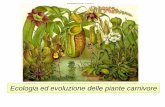Ecologia ed evoluzione delle piante carnivore - uniroma2.it · Ecologia ed evoluzione delle piante carnivore. Le piante carnivore attirano, intrappolano e consumano protozoi ed animali,