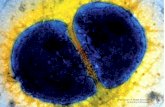 Department of Health Sciences University of Florence · proteina ricombinante Neisseria adhesin A (NadA) di Neisseria meningitidis B 1, 2, 3 prodotta su cellule di Esherichia coli