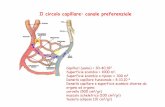 Il circolo capillare: canale preferenziale - med.unipg.it Didattico/Fisiologia (Pettorossi... · •↑Pvenosa (insufficienza cardiaca) Riduzione πplasmatica: Carenza proteica, escrezione