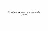 lezione trasformazione piante - elearning.uniroma1.it · •Co-coltivazione del tessuto o cellule vegetali con Agrobacterium, per consentire il trasferimento del T-DNA •Selezione