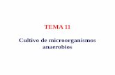 TEMA 11 Cultivo de microorganismos anaerobios · Tema 11. Cultivo de microorganismos anaerobios 1. Microorganismos anaerobios 1.1. Anaerobios estrictos y anaerobios aerotolerantes