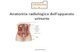 Anatomia radiologica dell’apparato · Anatomia radiologica dell’apparato urinario . Anatomia . . Tecniche e metodiche di studio -Radiografia (esame diretto)-Metodiche Urografia