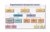 Organizzazione del genoma umanoOrganizzazione del genoma …dbce.uniroma1.it/sites/default/files/10c-Famiglie geniche.pdf · Geni ortologhi Speciazione I geni ortologhi sono geni
