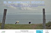 El Bicarbonato Sódico - Portada - Agronegocios · Interés practico y económico en el uso de bicarbonato sódico en alimentación de ganado vacuno lechero. EL BICARBONATO SÓDICO