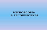MICROSCOPIA A FLUORESCENZA - uniroma2.it · giallognola), e i mitocondri (forte emissione fluorescente). Il nucleo, al contrario, non è autofluorecente. FLUORESCENZA SECONDARIA Indotta