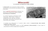 Mitocondri - biologia.i-learn.unito.itbiologia.i-learn.unito.it/.../content/0/Lezioni/BC_A_23_Mitocondri.pdf · I mitocondri contengono anche un DNA (genoma mitocondriale) e sono